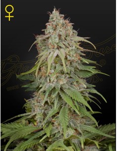 Green House Seeds - Amnesia - 1