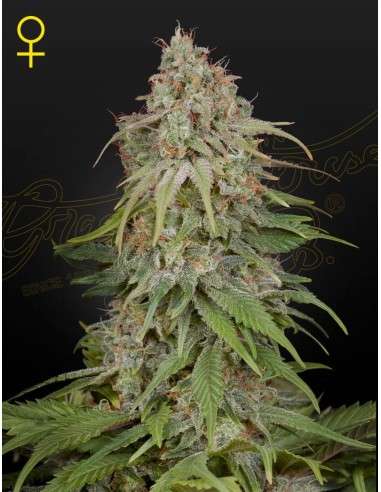 Green House Seeds - Amnesia - 1