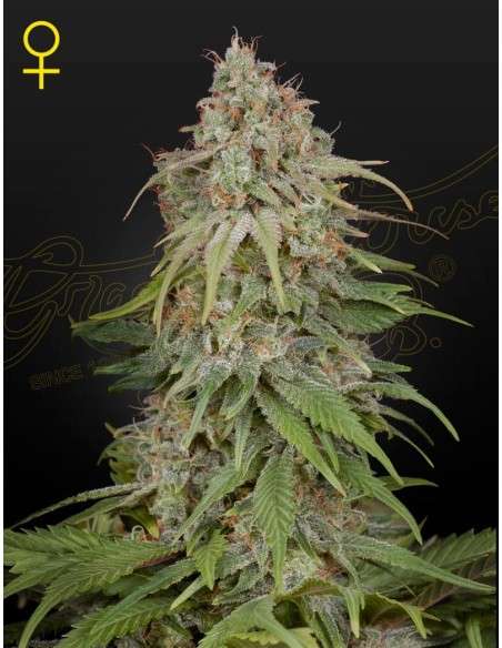 Green House Seeds - Amnesia - 1