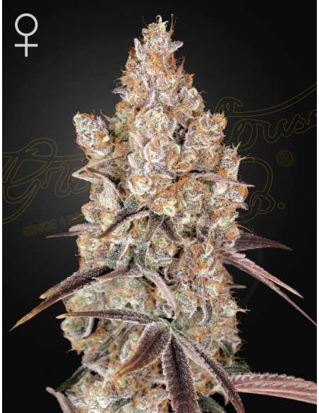 Green House Seeds - Holy Snow - 1