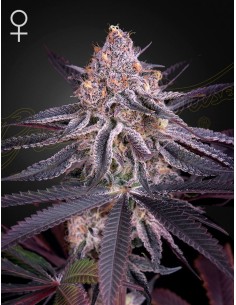 Green House Seeds - King's Juice - 1