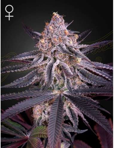 Green House Seeds - King's Juice - 1