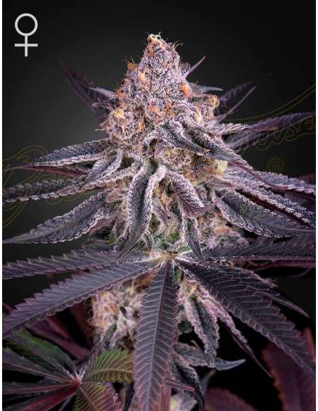 Green House Seeds - King's Juice - 1