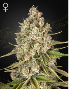 Green House Seeds - Lost Pearl - 1