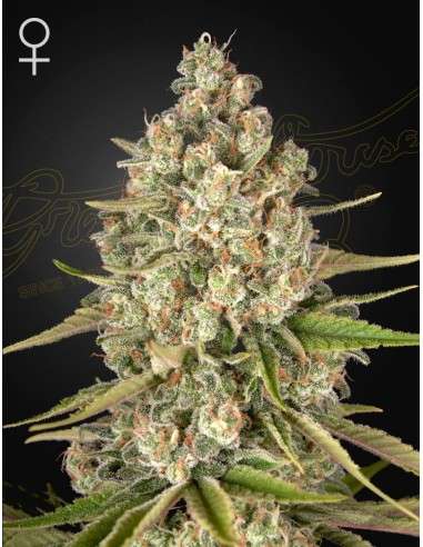 Green House Seeds - Lost Pearl - 1