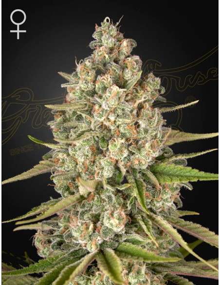Green House Seeds - Lost Pearl - 1