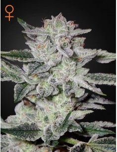 Green House Seeds - Sweet Valley Kush - 1