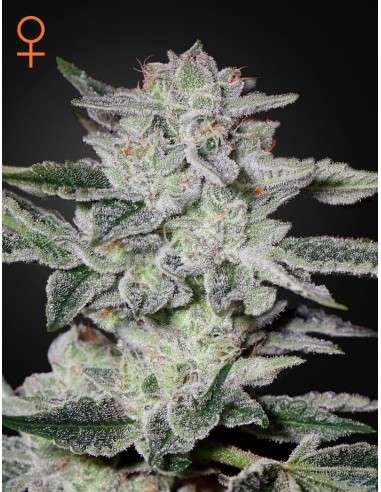 Green House Seeds - Sweet Valley Kush - 1