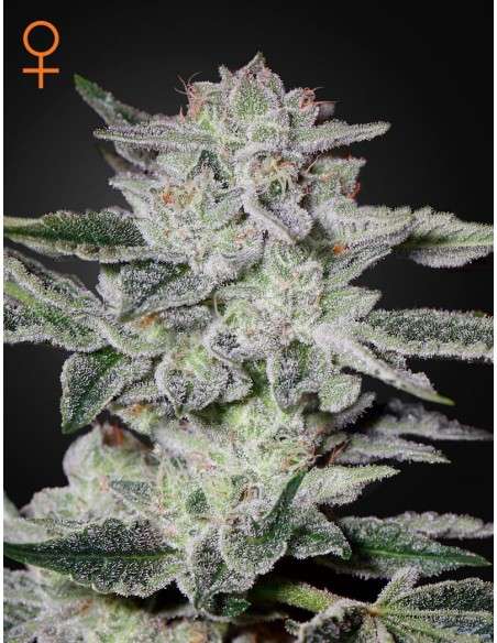 Green House Seeds - Sweet Valley Kush - 1