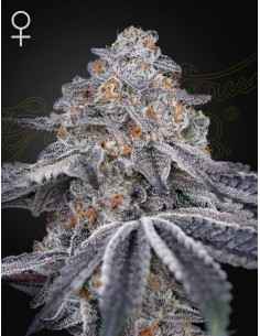 Green House Seeds - Velvet Moon - 1