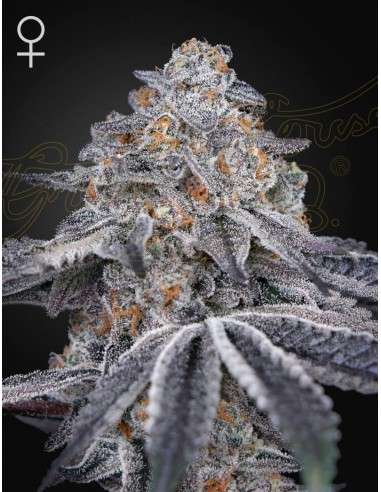 Green House Seeds - Velvet Moon - 1