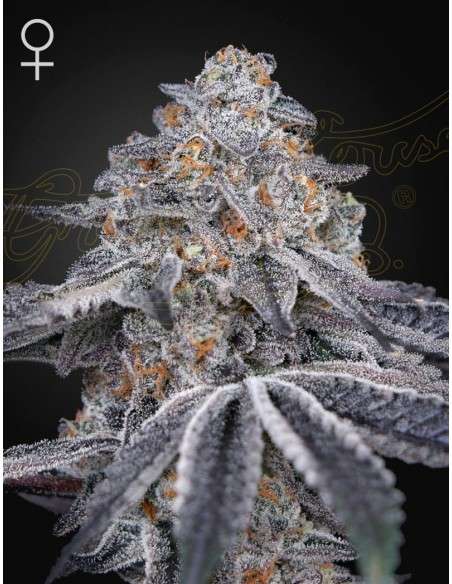 Green House Seeds - Velvet Moon - 1