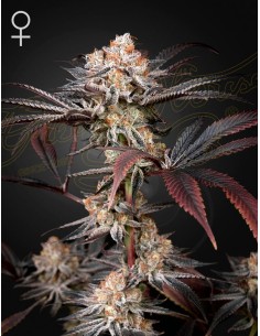 Green House Seeds - Wonder Pie - 1