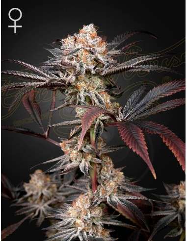 Green House Seeds - Wonder Pie - 1