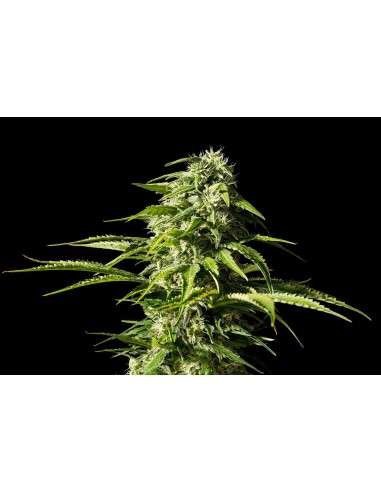 Kannabia Seed - Big Bull - 1
