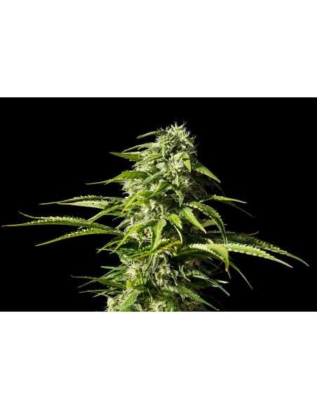 Kannabia Seed - Big Bull - 1