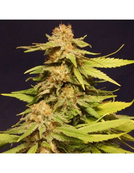 Kannabia Seed - Big Bull - 2