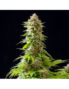 Kannabia Seed - Cookies Haze - 1