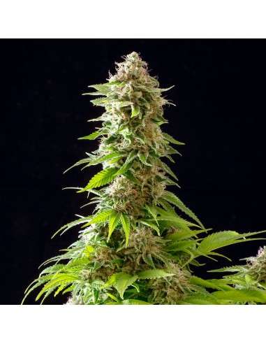 Kannabia Seed - Cookies Haze - 1