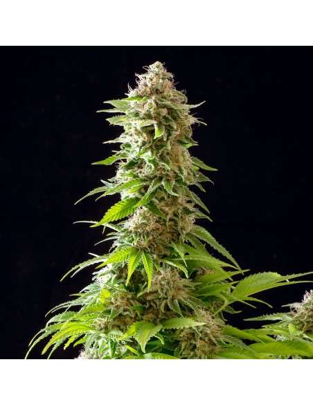 Kannabia Seed - Cookies Haze - 1