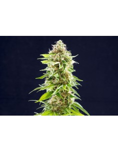 Kannabia Seed - Cookies Haze - 1 2