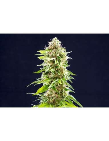 Kannabia Seed - Cookies Haze - 2