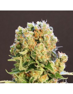 Kannabia Seed - Diesel Glue - 1