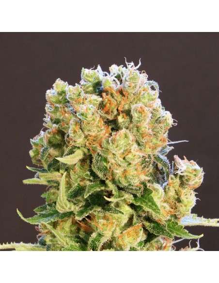 Kannabia Seed - Diesel Glue - 1
