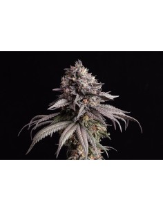 Kannabia Seed - Gelato-K - 1