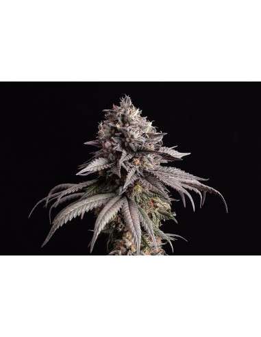 Kannabia Seed - Gelato-K - 1