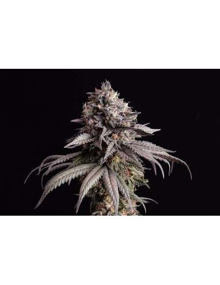 Kannabia Seed - Gelato-K - 1