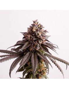 Kannabia Seed - Gelato-K - 1 2
