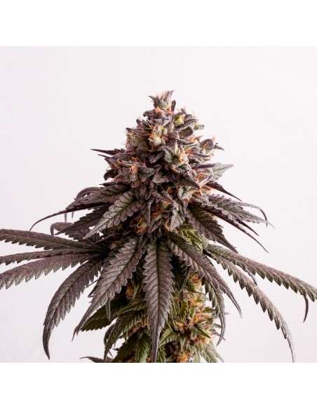 Kannabia Seed - Gelato-K - 2