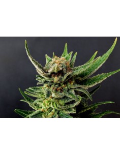 Kannabia Seed - Gypsy Kush - 1