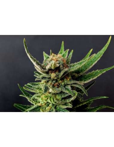 Kannabia Seed - Gypsy Kush - 1