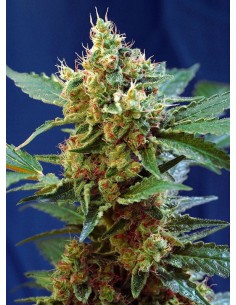 Cream Mandarine XL Auto - 1
