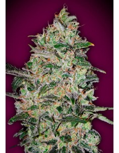 00 SEEDS BANK - Bubble Gum Fast - 1