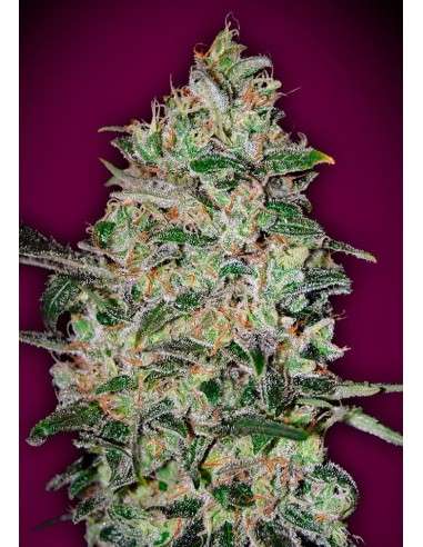 00 SEEDS BANK - Bubble Gum Fast - 1