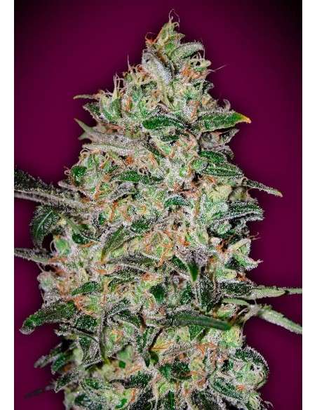 00 SEEDS BANK - Bubble Gum Fast - 1