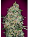 00 SEEDS BANK - Bubble Gum Fast - 1