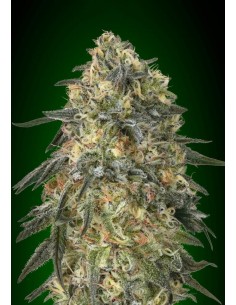 00 SEEDS BANK - Gorilla Fast - 1