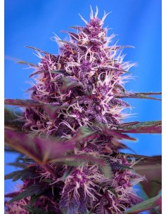 Red Poison Auto - 1