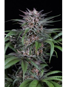 DINAFEM - Quick Kush 3 WYPRZEDAŻ - 1