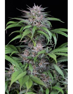 DINAFEM - Quick Kush 3 WYPRZEDAŻ - 1 2