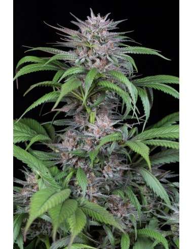 DINAFEM - Quick Kush 5 WYPRZEDAŻ - 2