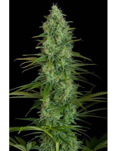 DINAFEM - Critical Jack 5 WYPRZEDAŻ - 3