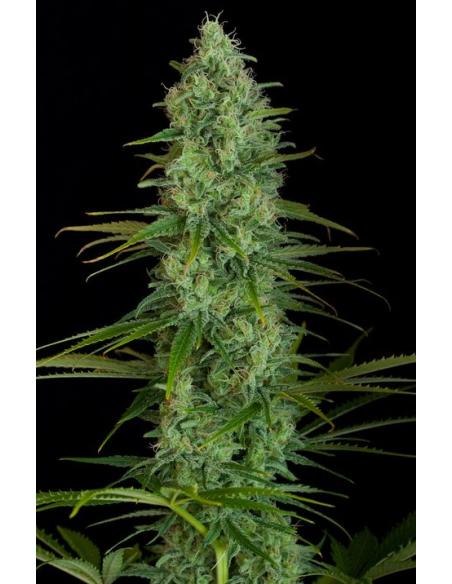 DINAFEM - Critical Jack 5 WYPRZEDAŻ - 3