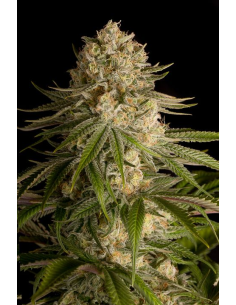 DINAFEM - Critical Kush 5 WYPRZEDAŻ - 1