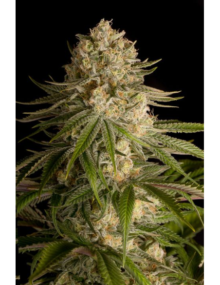 DINAFEM - Critical Kush 5 WYPRZEDAŻ - 1