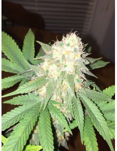 DINAFEM - Critical Kush 5 WYPRZEDAŻ - 1 2